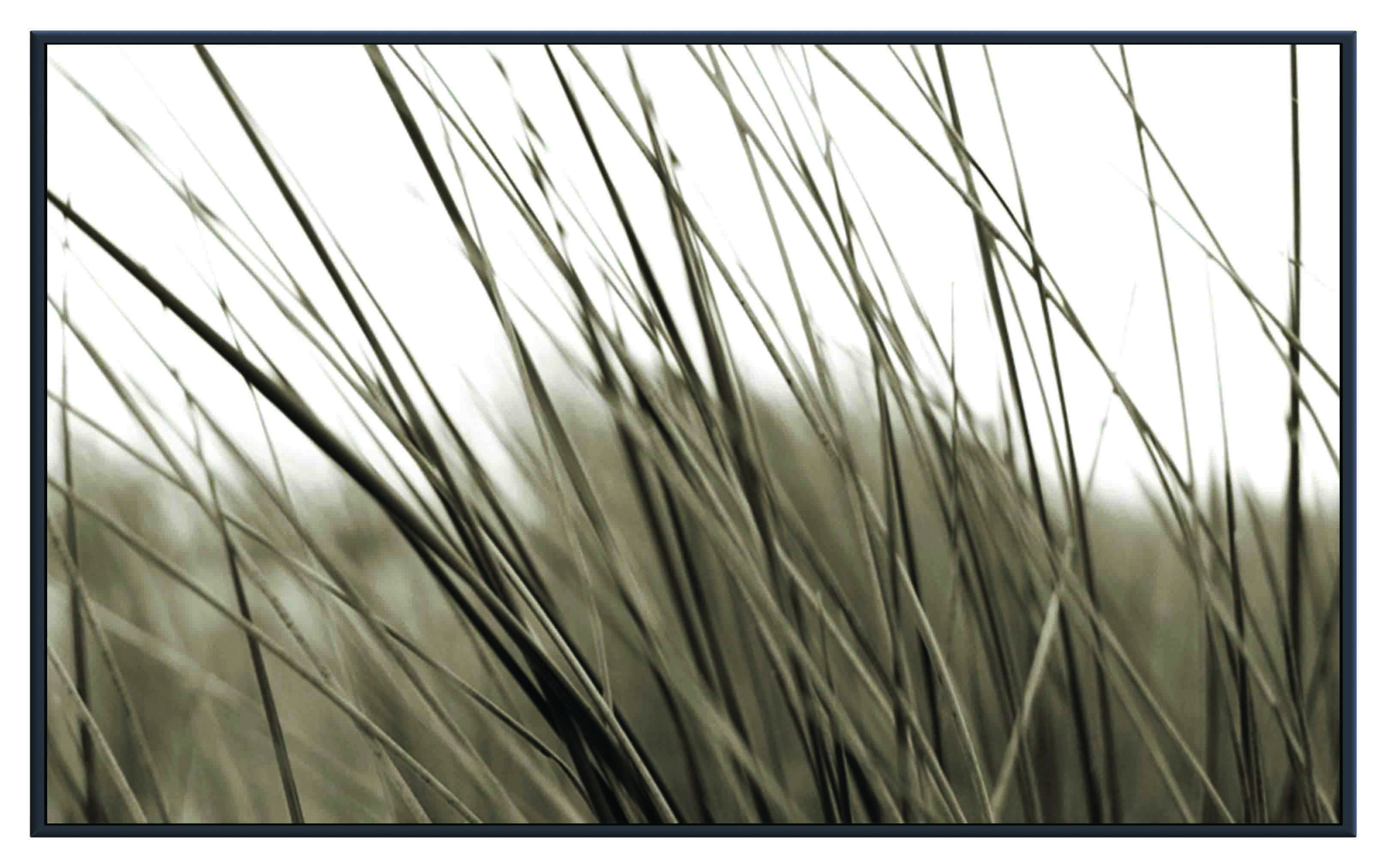 ASG215 Wall décor art printed on glass B&W botanical